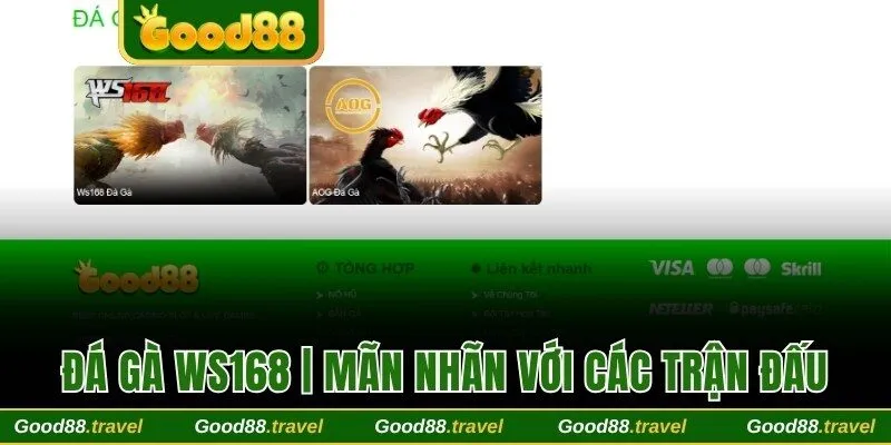 Đá gà WS168
